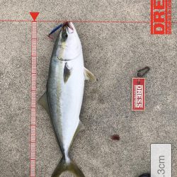 9月18日今期初アオリ、ハマチ、ツバス