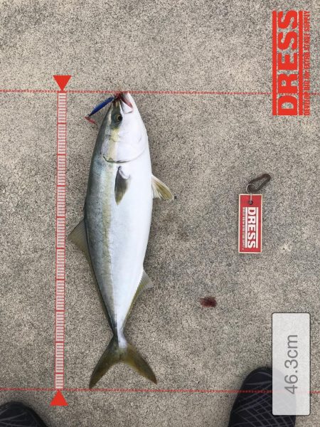 9月18日今期初アオリ、ハマチ、ツバス