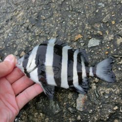 カワハギ来たーーーっ‼