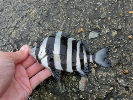 カワハギ来たーーーっ‼