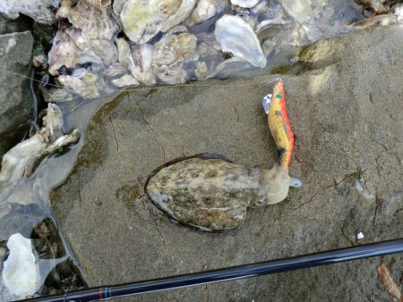 アオリイカが食べたくて