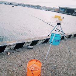 サビキでサッパ、サーフは惨敗・・・