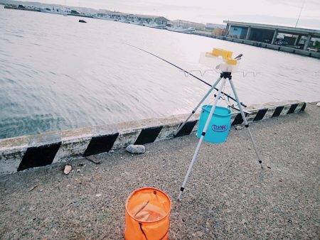 サビキでサッパ、サーフは惨敗・・・