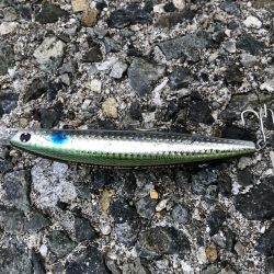 人工島タチウオ調査