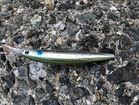 人工島タチウオ調査