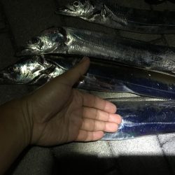 コスモスクエアタチウオ調査