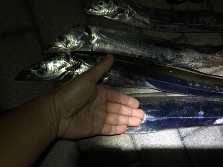 コスモスクエアタチウオ調査