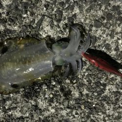 エギングとサビキ