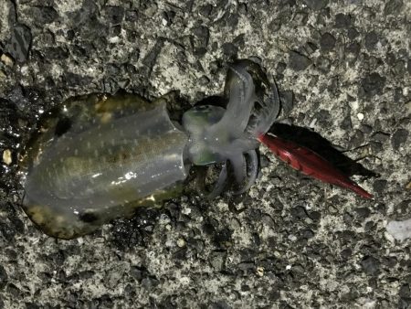 エギングとサビキ