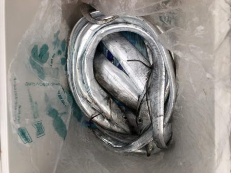 太刀魚釣り
