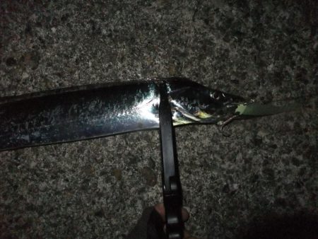 今年はグッドサイズ