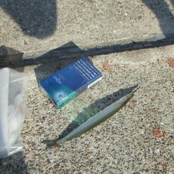 南芦屋は西側石畳のサヨリ