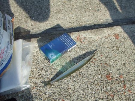 南芦屋は西側石畳のサヨリ