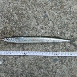 南芦屋浜 サヨリ、30㎝ならず