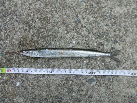 南芦屋浜 サヨリ、30㎝ならず