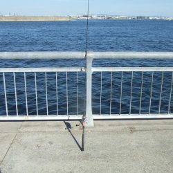 南芦屋浜 小さくてもハマチ(?)