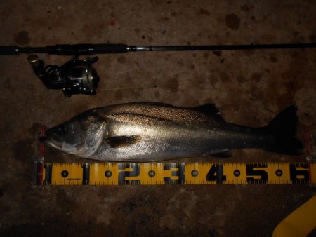 ベイトが逃げた瞬間にガツンッ！！