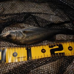 ベイトはシラサエビなのか?