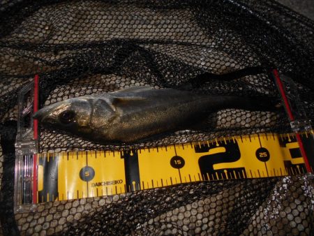 ベイトはシラサエビなのか?