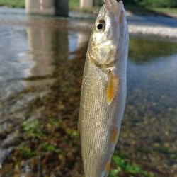 宮川下流域にて