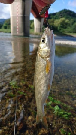 宮川下流域にて