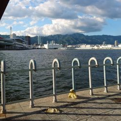 ハマチなんていないよ～