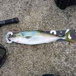 タチウオと青物狙い