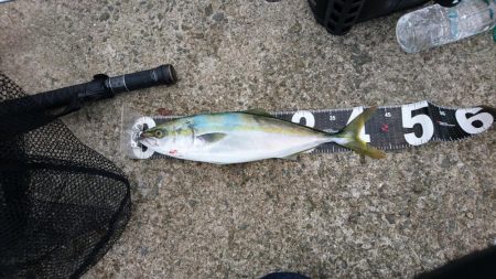 タチウオと青物狙い