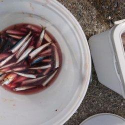 餌無しサビキで4魚種、ウルメイワシがたくさん！