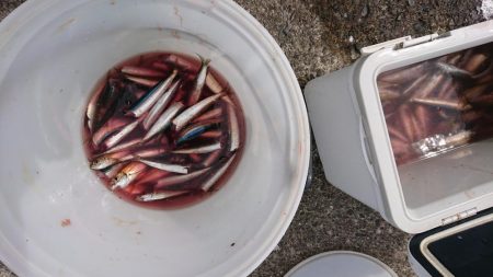 餌無しサビキで4魚種、ウルメイワシがたくさん！
