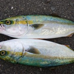 早朝ショアジギング!!