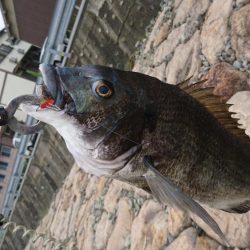 トップゲーム！！