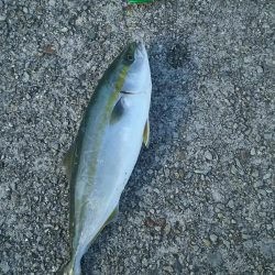 ツバス ○だがケンサキ ×