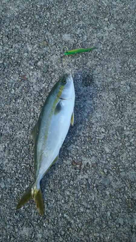 ツバス ○だがケンサキ ×