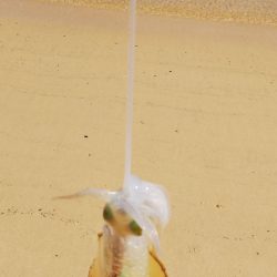 8時から1時間釣行