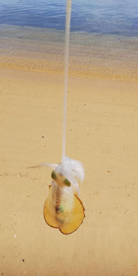 8時から1時間釣行