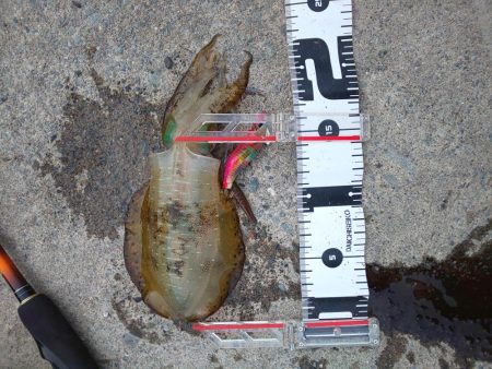 まづめエギング諦めたら尺アコウ