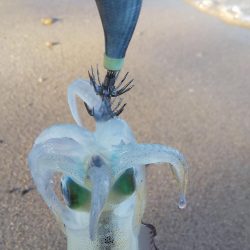 午後からエギング