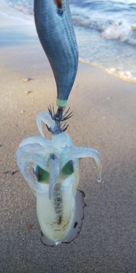 午後からエギング