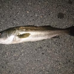 今年初シーバス