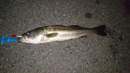 今年初シーバス