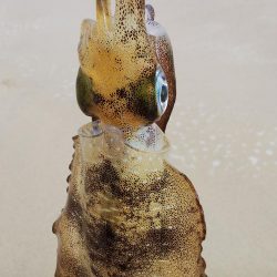 午後からエギングヘ