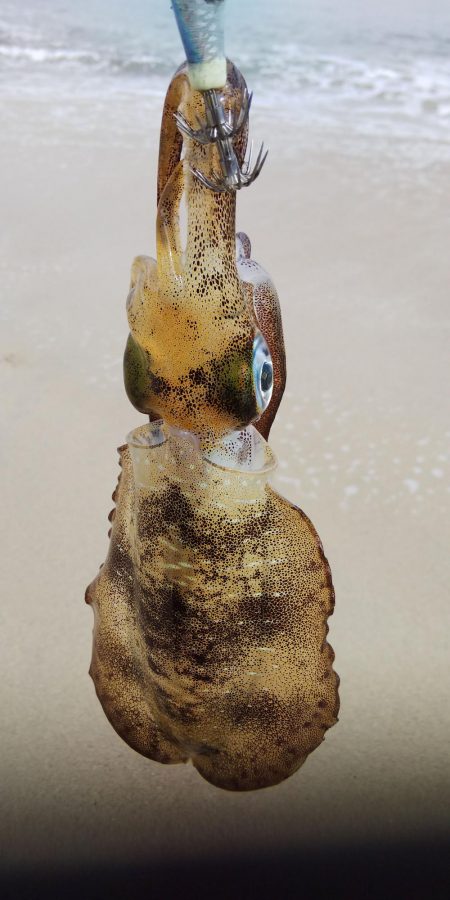 午後からエギングヘ