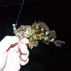 ガシリングと青物釣行