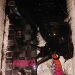 コロッケサイズのアオリイカ