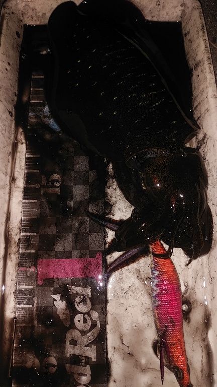 コロッケサイズのアオリイカ