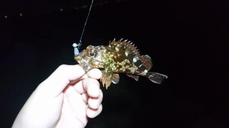 ガシリングと青物釣行