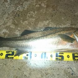 湾奥ライトシーバス