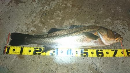 湾奥ライトシーバス