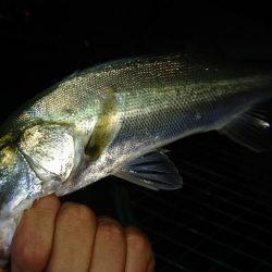 淀川ライトシーバス